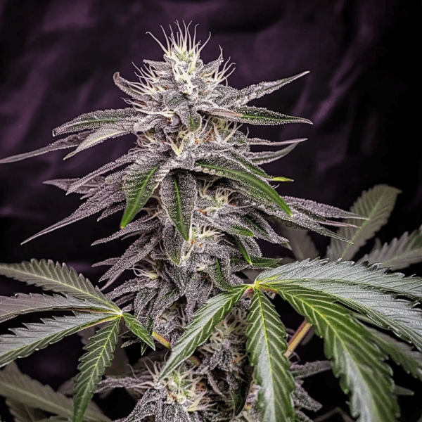 Lemon Cherry Gelato (Fast Flowering)