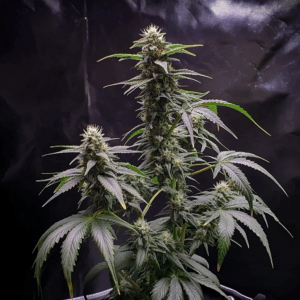 Lemon Cherry Gelato Skittles x Oreoz