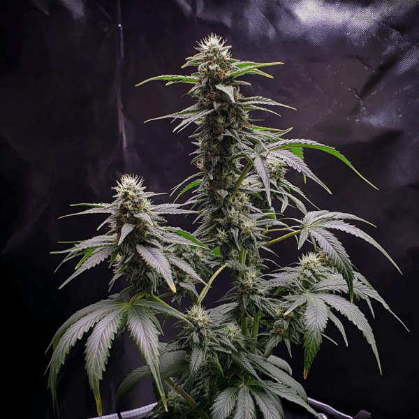 Lemon Cherry Gelato Skittles x Oreoz