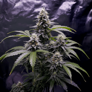 Gelato 41 x Grape Gas