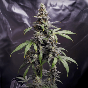 Moroccan Peaches x Grape Gas