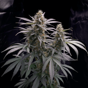 El Chivo (Fast Flowering)