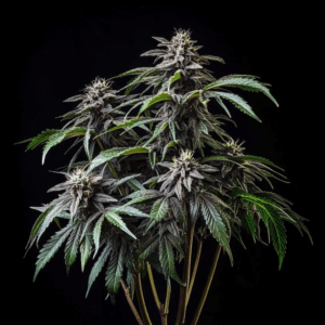 Jack Herer