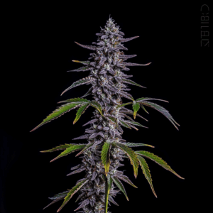 Black Runtz x Grape Gas