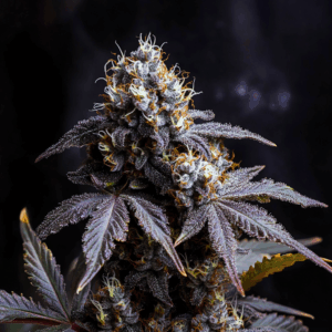Blue City Diesel (Fast Flowering)