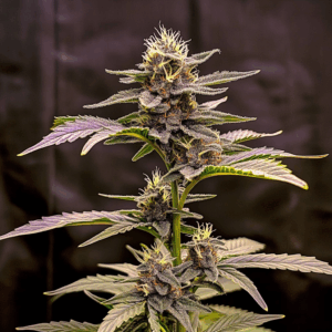 Tropicana Cherry x Grape Gas
