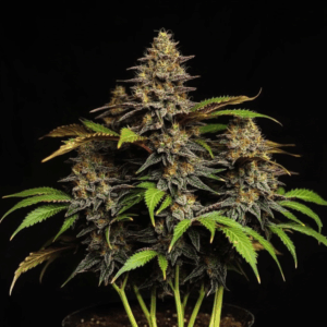 Afghan Kush (Auto, feminized)