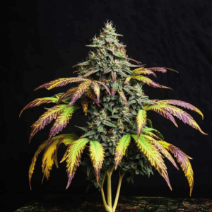 Lion Claw (Auto, feminized)