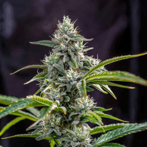 THC Bomb (Fast Flowering)