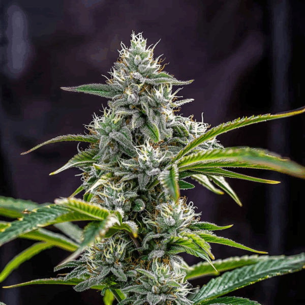 THC Bomb (Fast Flowering)