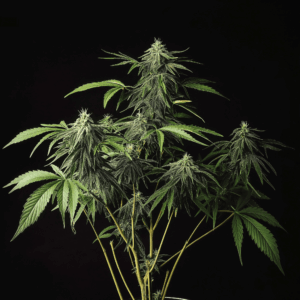 Durban Poison