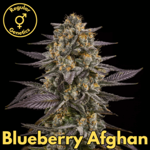 Blueberry Afghan