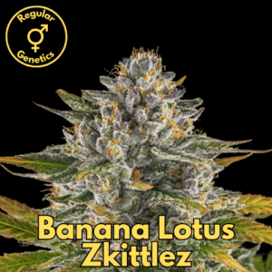 Banana Lotus Zkittlez