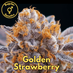 Golden Strawberries