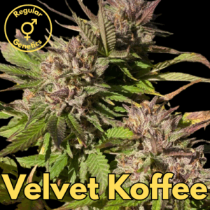 Velvet Koffee