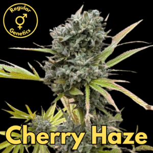 Cherry Haze