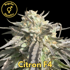Citron F4
