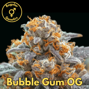Bubble Gum OG