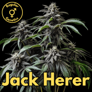 Jack Herer