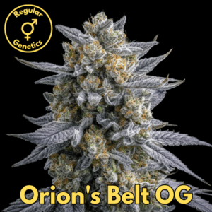 Orion’s Belt OG