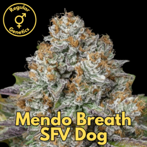 Mendo Breath SFV Dog