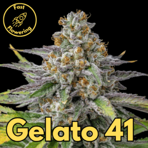 Gelato 41 (Fast Flowering)