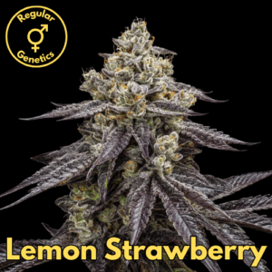 Lemon Strawberry