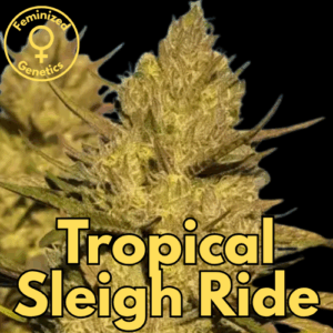 Tropical Sleigh Ride