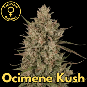 Ocimene Kush