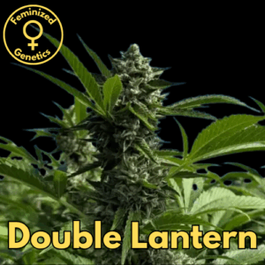 Double Lantern