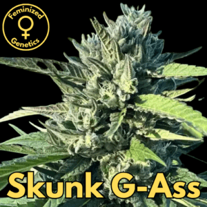 Skunk G-Ass