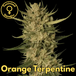 Orange Terpentine