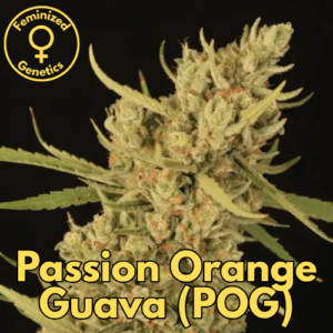 Passion Orange Guava (POG)