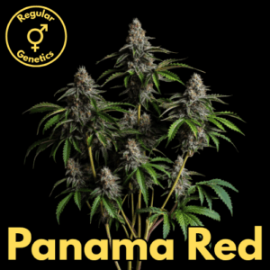 Panama Red