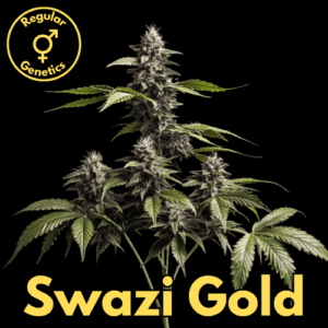 Swazi Gold