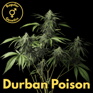 Durban Poison