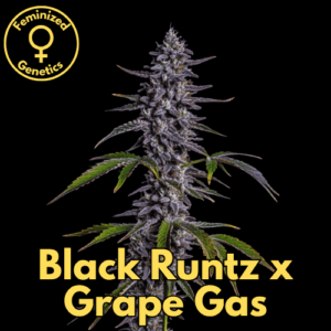Black Runtz x Grape Gas