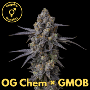OG Chem × GMOB