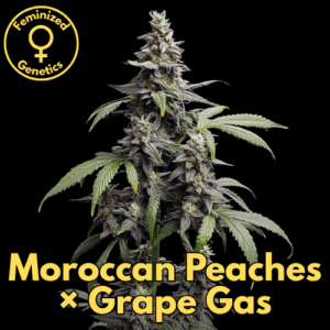 Moroccan Peaches x Grape Gas