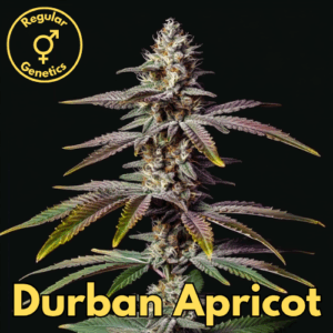 Durban Apricot