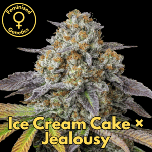 Ice Cream Cake × Jealousy