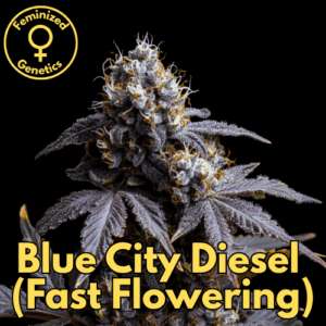 Blue City Diesel (Fast Flowering)