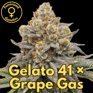 Gelato 41 x Grape Gas