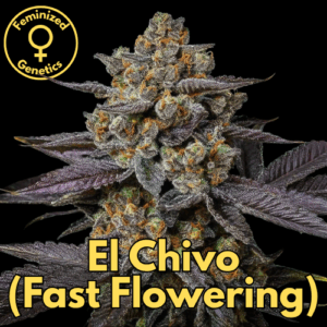 El Chivo (Fast Flowering)