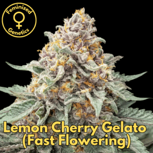 Lemon Cherry Gelato (Fast Flowering)