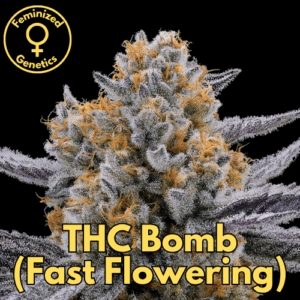 THC Bomb (Fast Flowering)