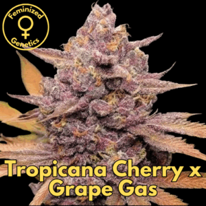 Tropicana Cherry x Grape Gas