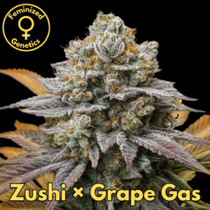 Zushi × Grape Gas