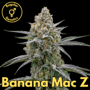 Banana Mac Z