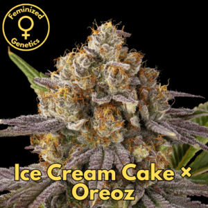 Ice Cream Cake x Oreoz